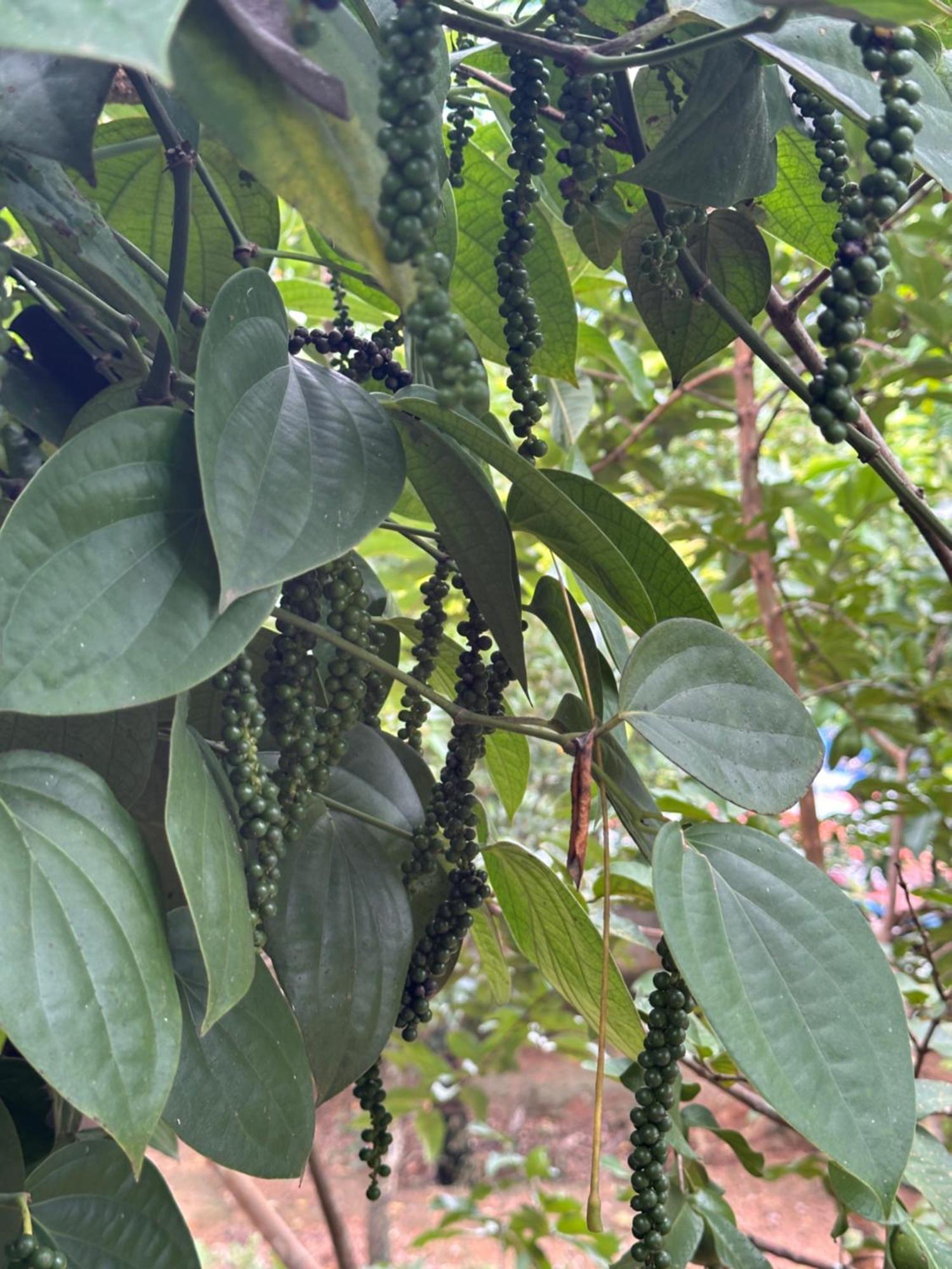 Kattil Farm Stay Varkala Thiruvananthapuram Extérieur photo