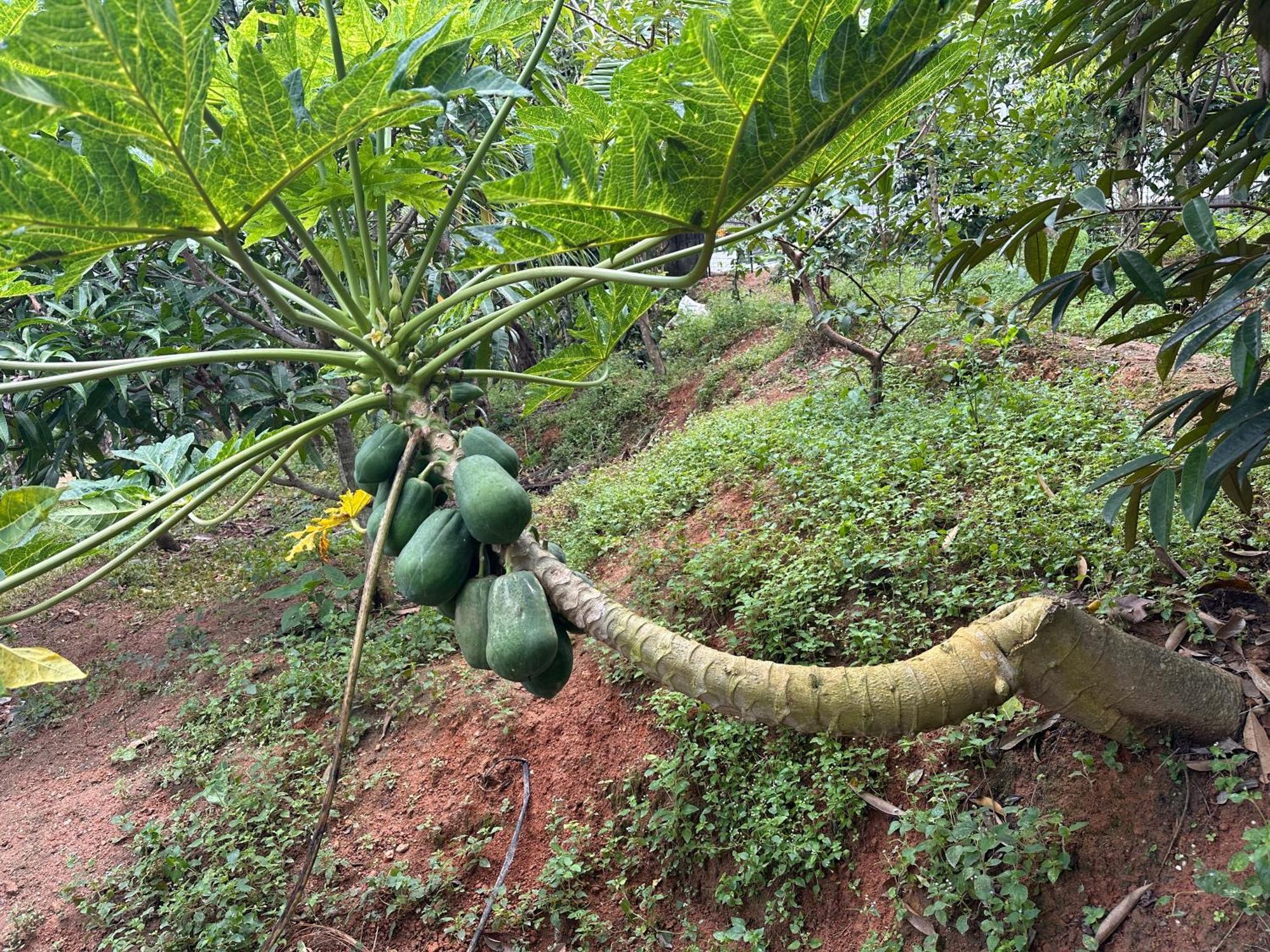 Kattil Farm Stay Varkala Thiruvananthapuram Extérieur photo