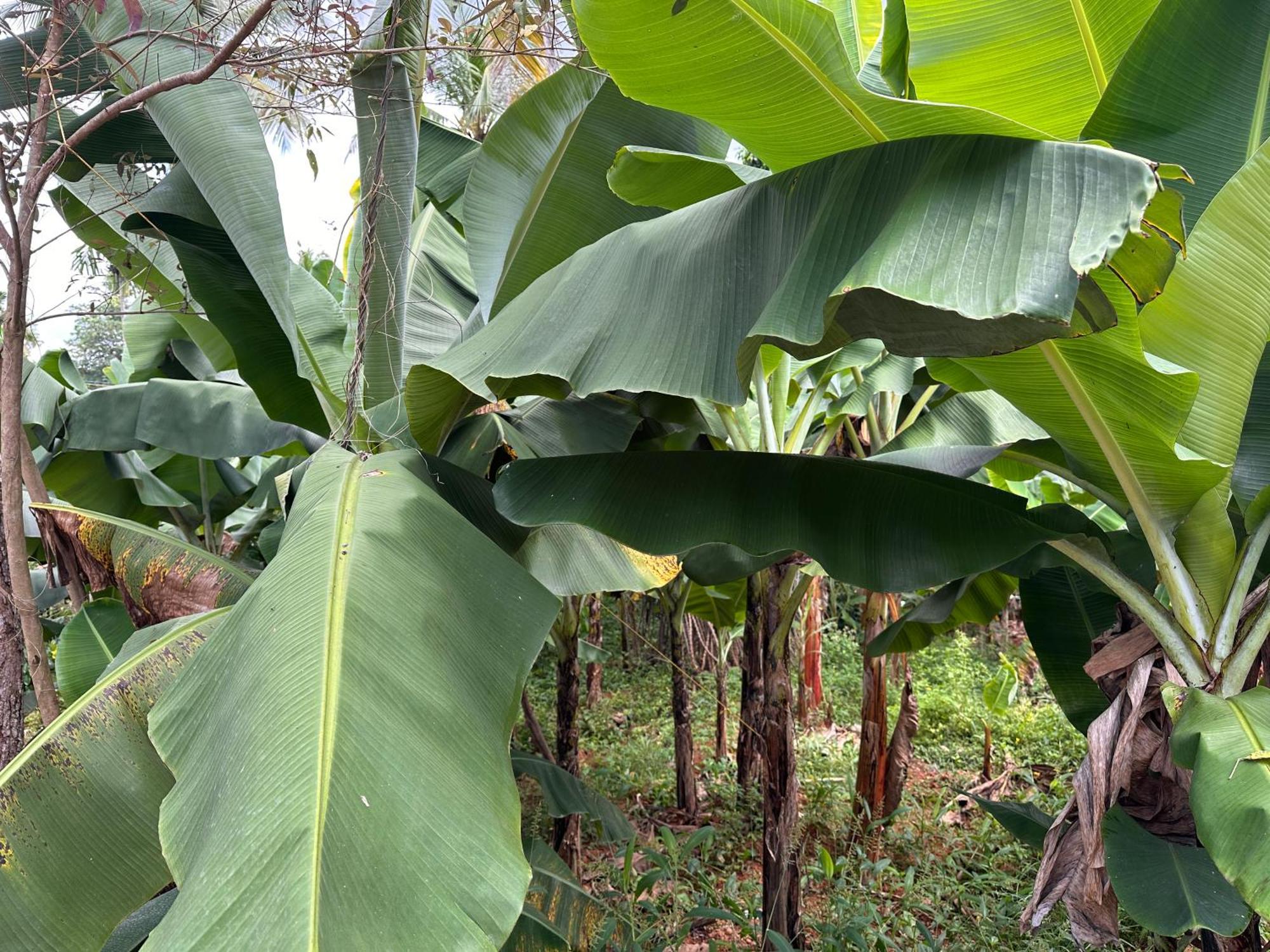 Kattil Farm Stay Varkala Thiruvananthapuram Extérieur photo