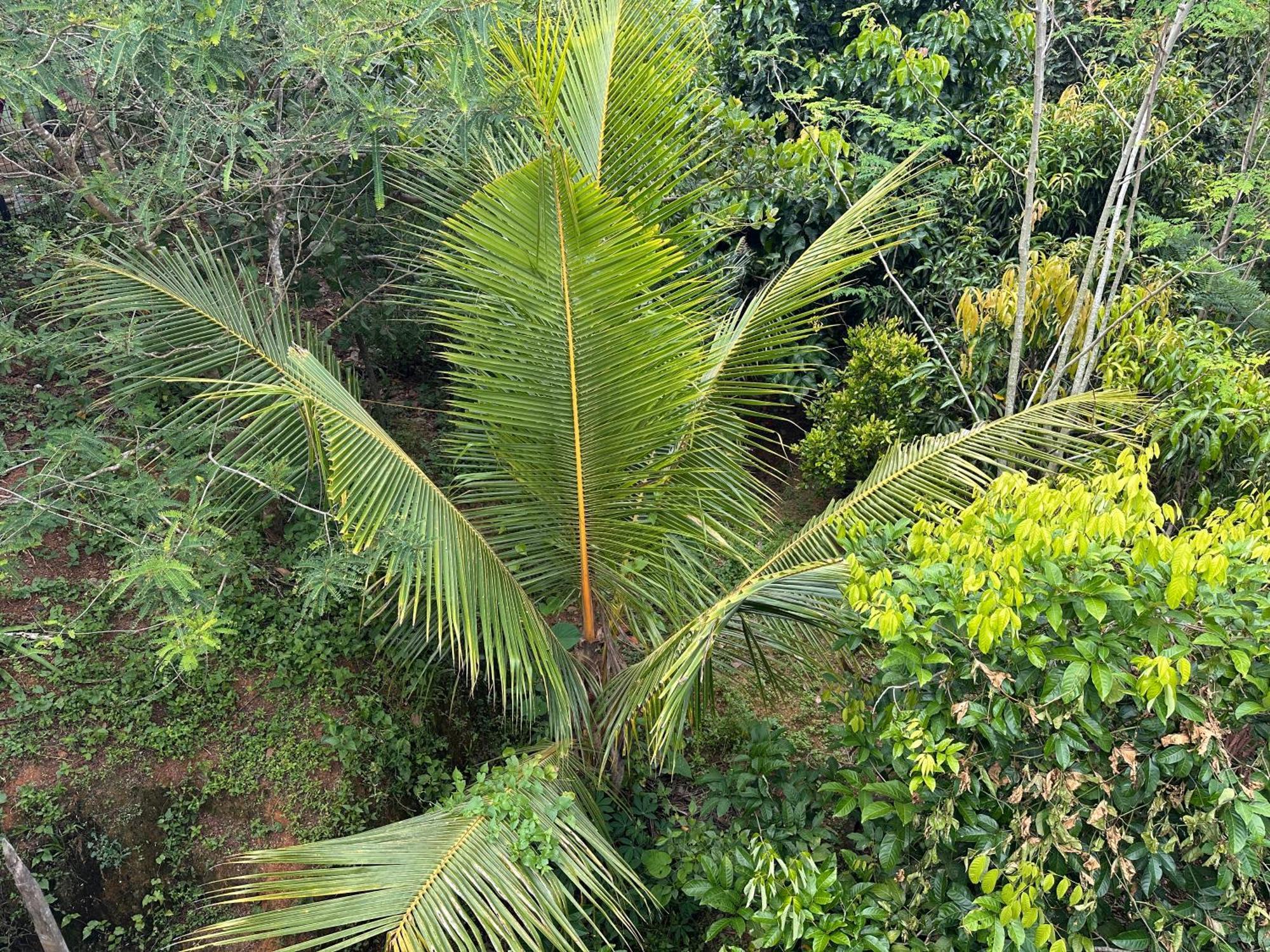 Kattil Farm Stay Varkala Thiruvananthapuram Extérieur photo
