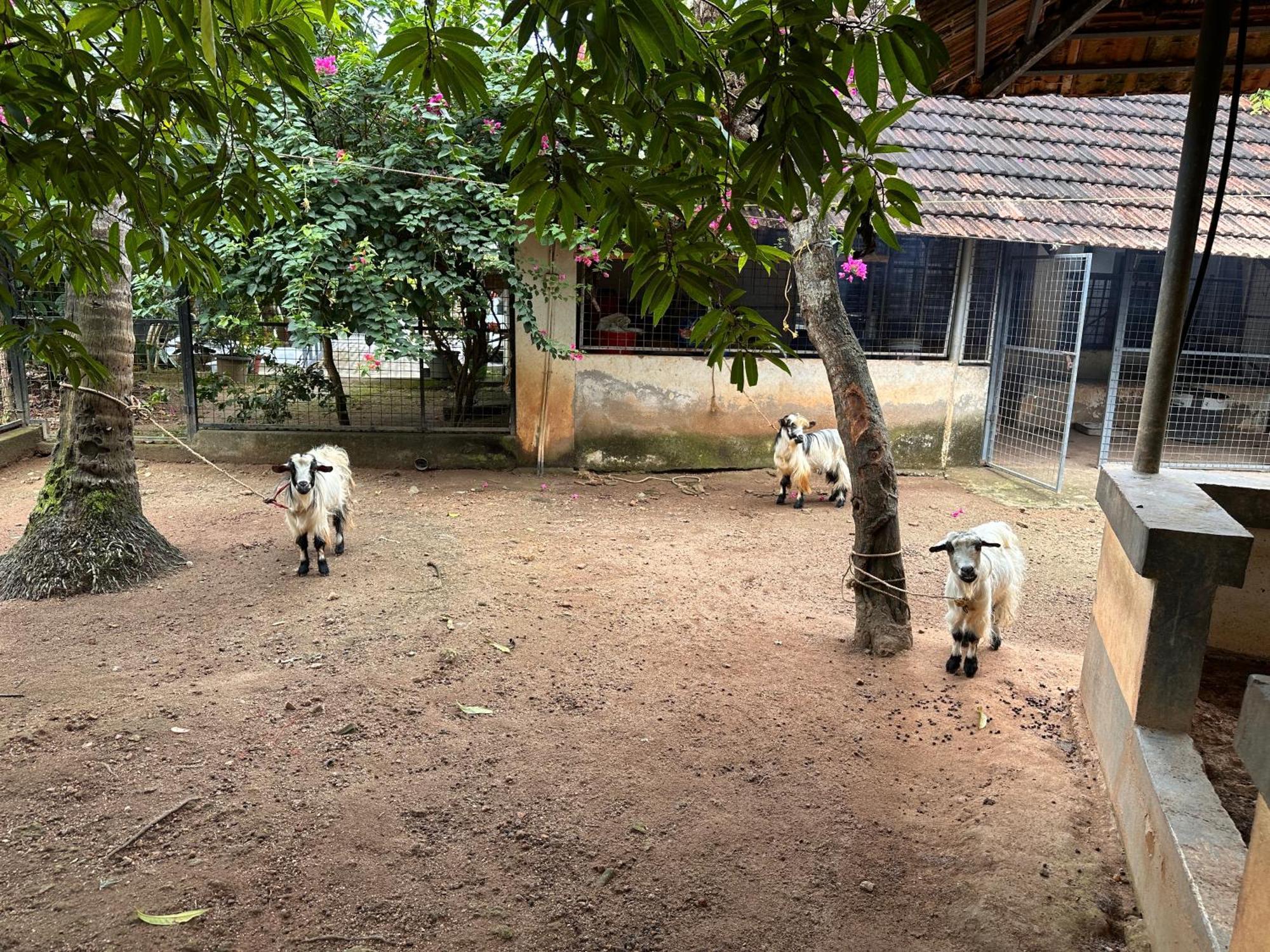 Kattil Farm Stay Varkala Thiruvananthapuram Extérieur photo