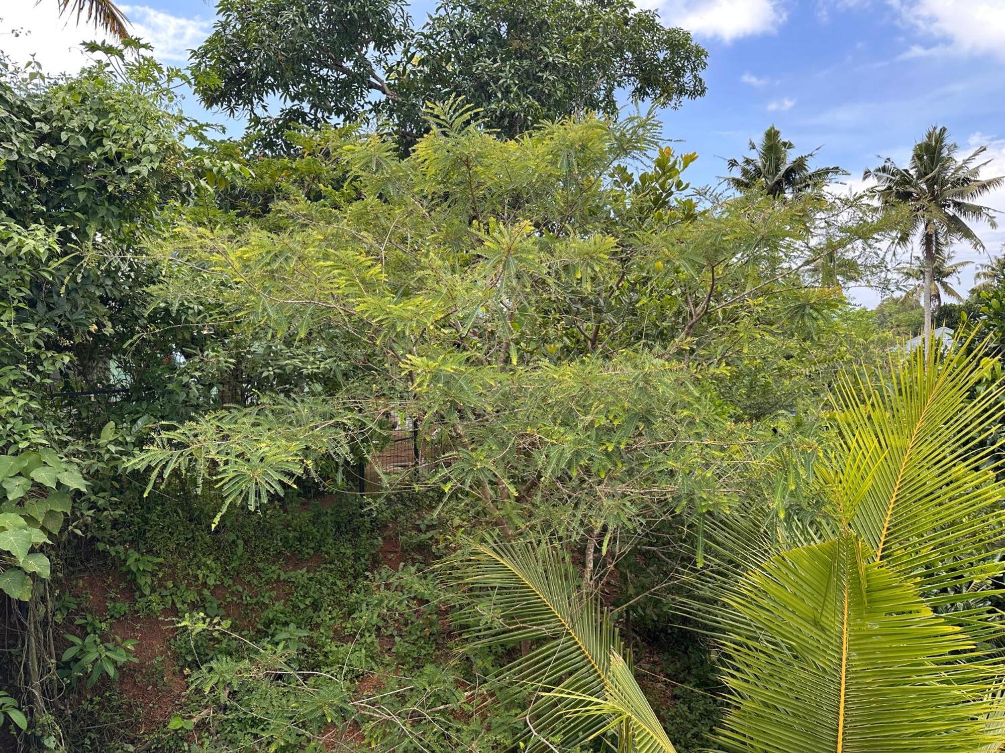 Kattil Farm Stay Varkala Thiruvananthapuram Extérieur photo
