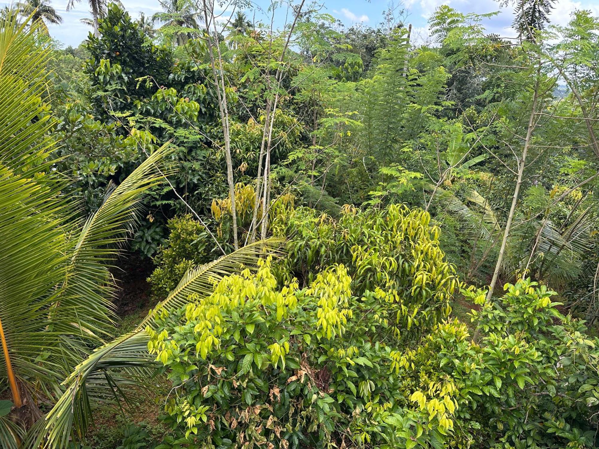Kattil Farm Stay Varkala Thiruvananthapuram Extérieur photo