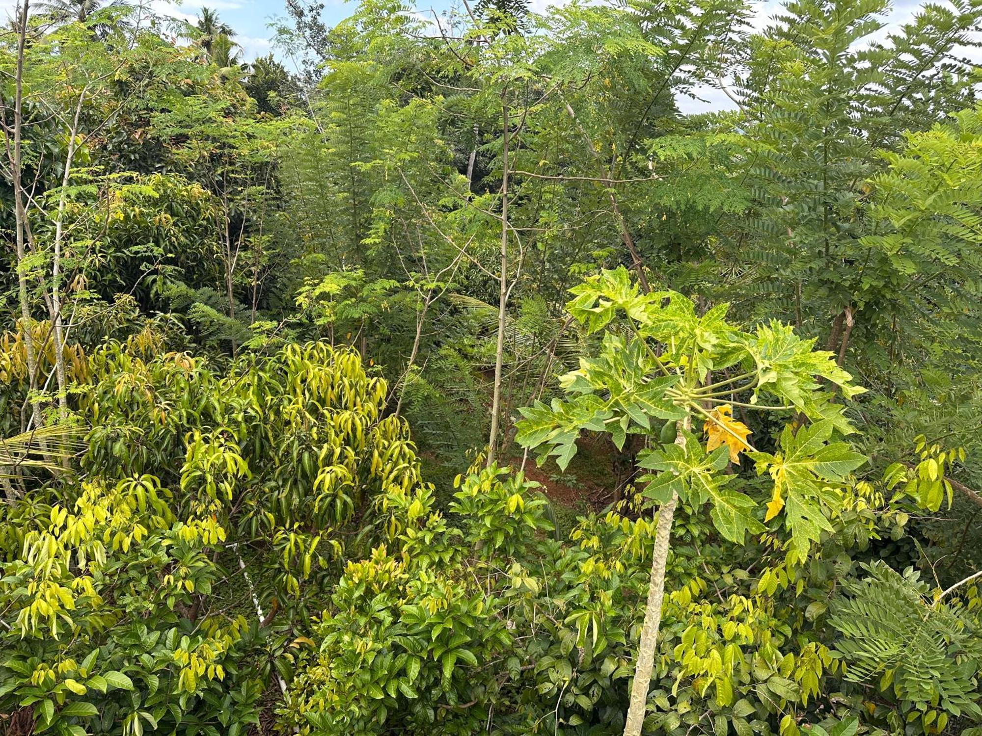 Kattil Farm Stay Varkala Thiruvananthapuram Extérieur photo