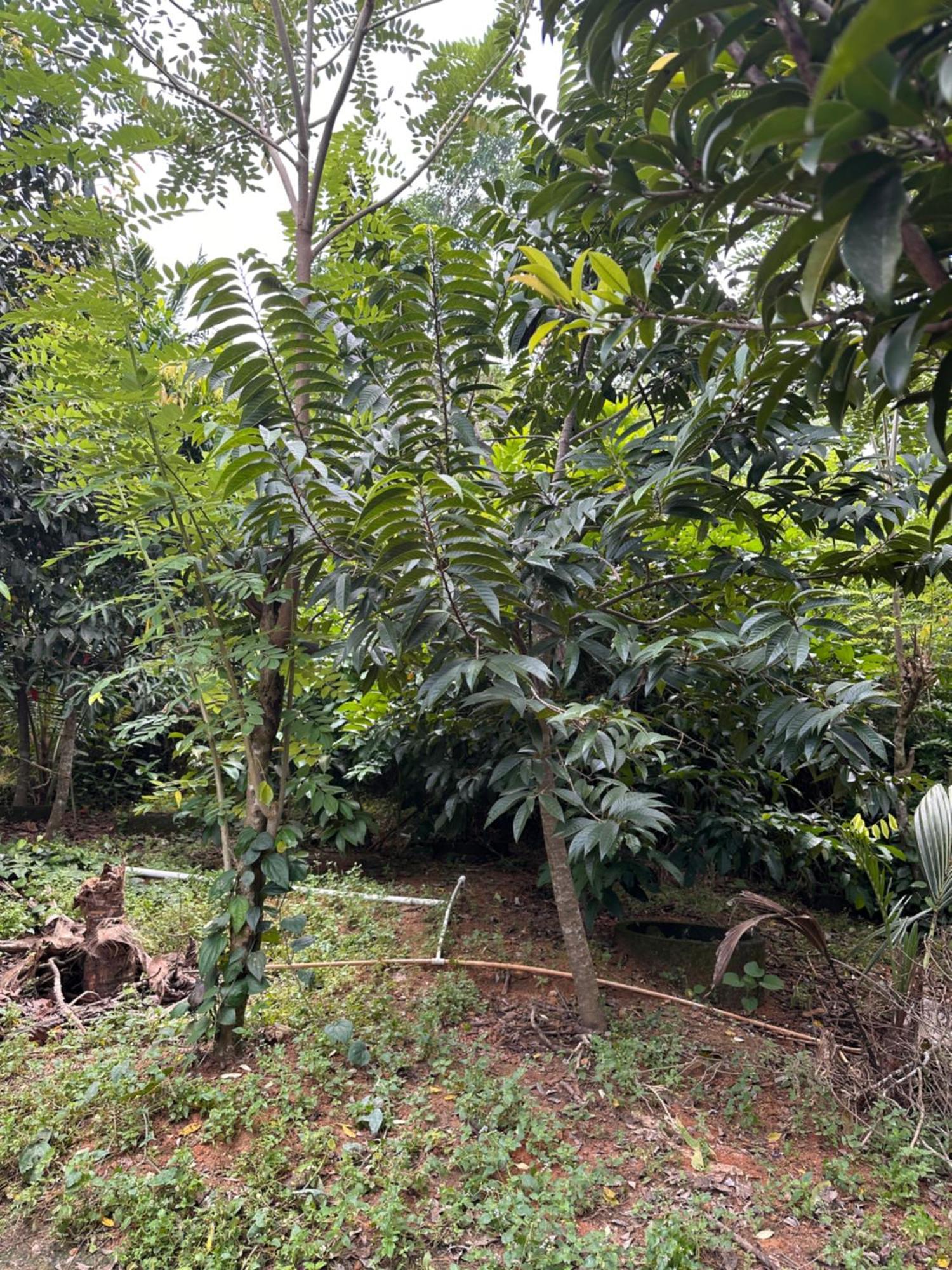Kattil Farm Stay Varkala Thiruvananthapuram Extérieur photo