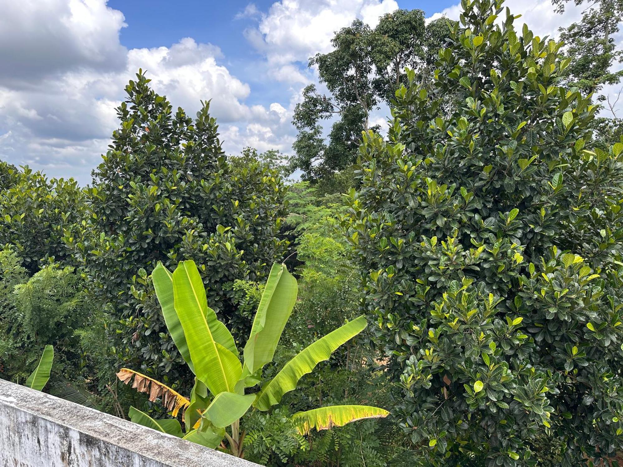 Kattil Farm Stay Varkala Thiruvananthapuram Extérieur photo