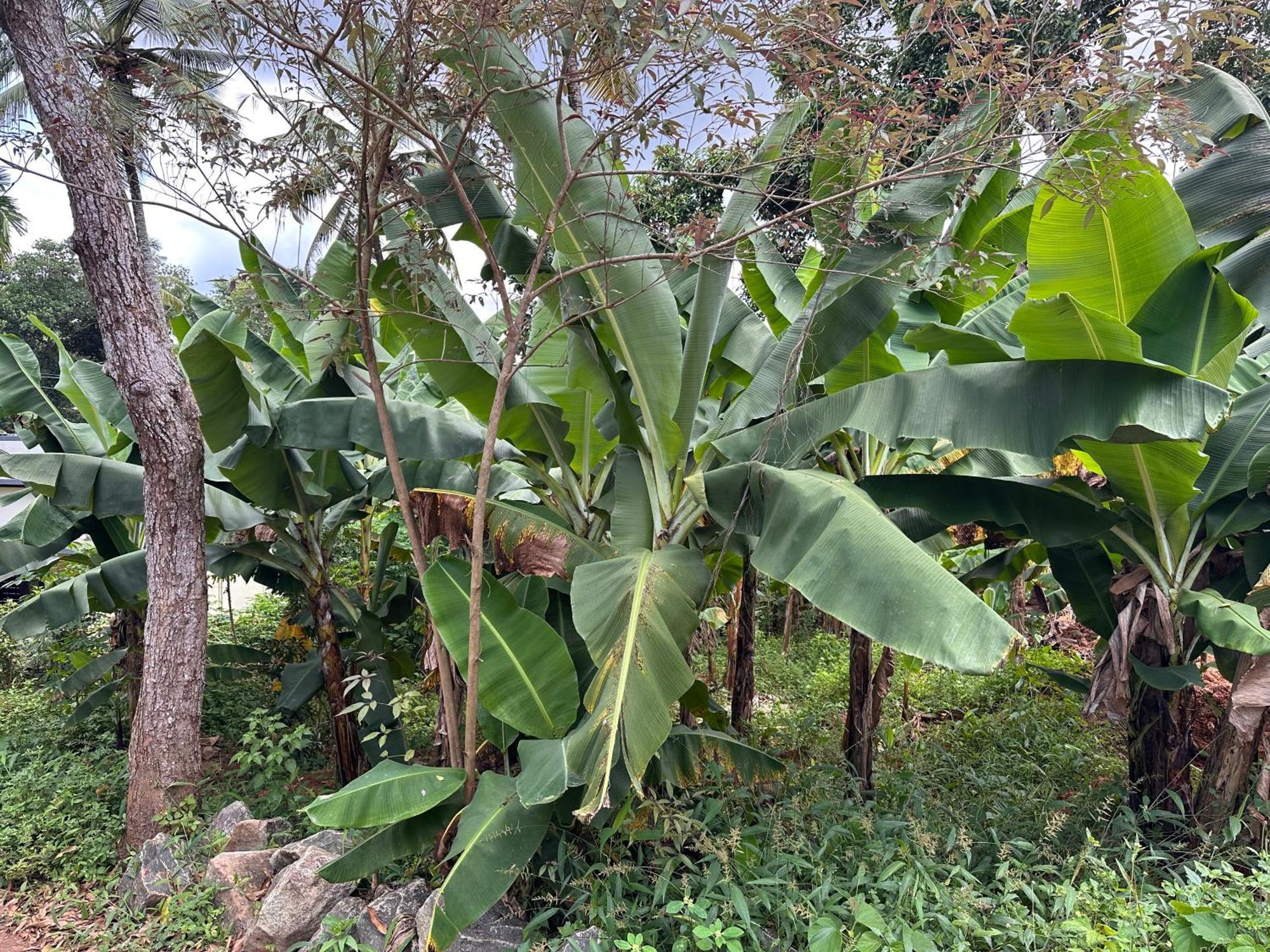 Kattil Farm Stay Varkala Thiruvananthapuram Extérieur photo