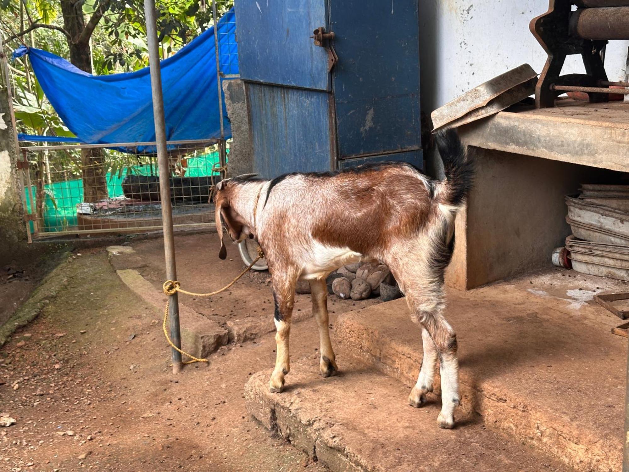 Kattil Farm Stay Varkala Thiruvananthapuram Extérieur photo