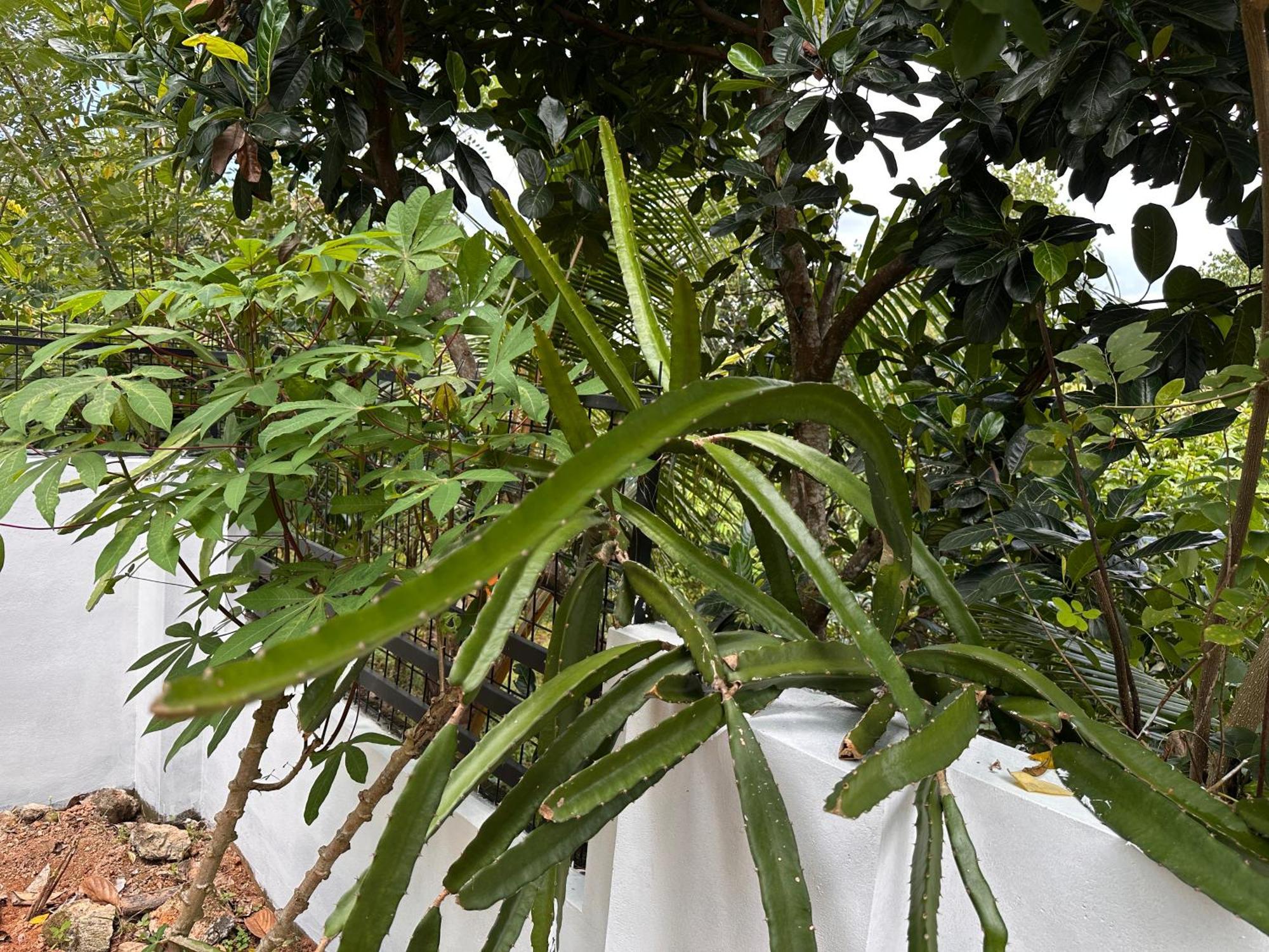 Kattil Farm Stay Varkala Thiruvananthapuram Extérieur photo
