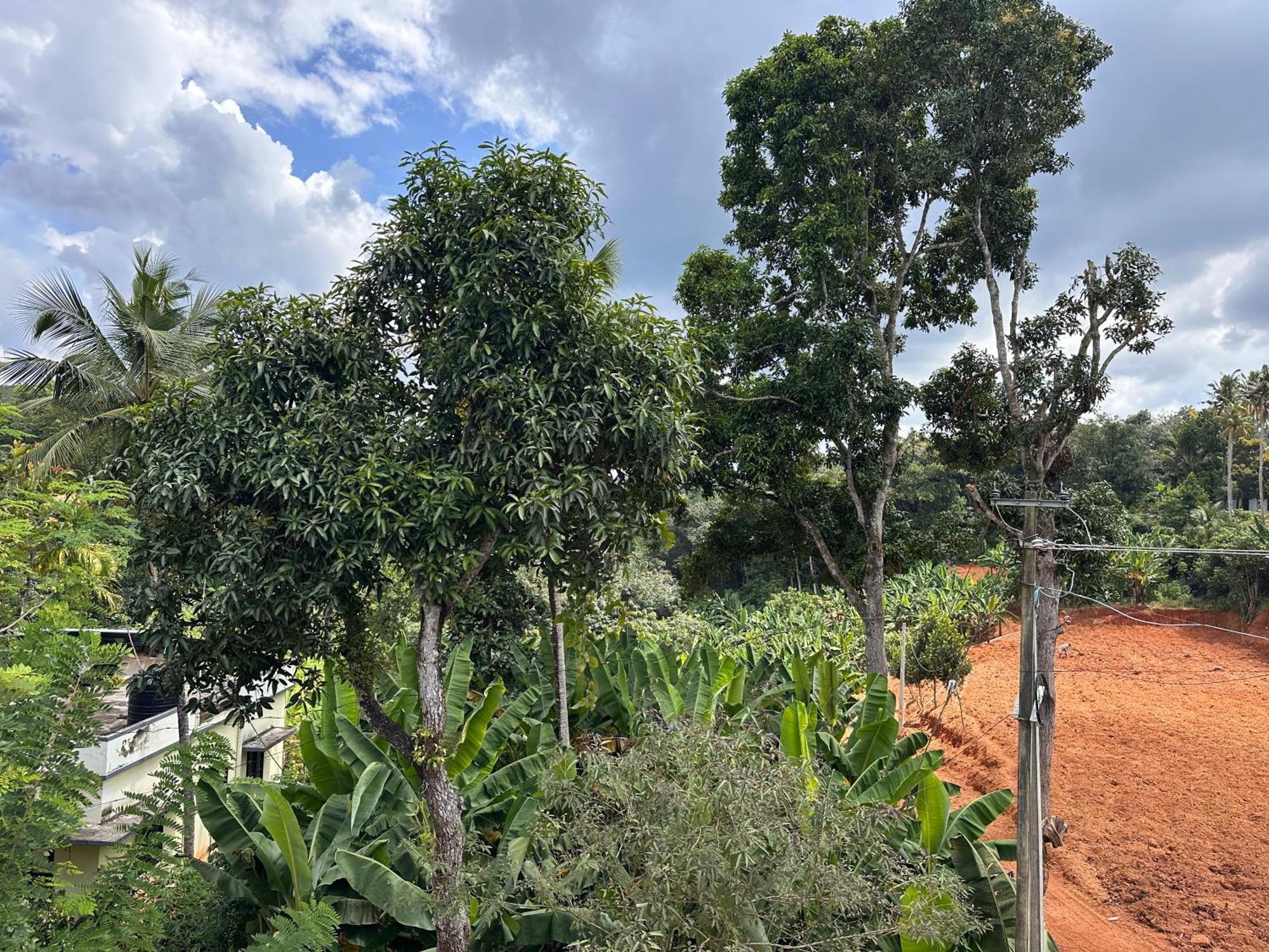 Kattil Farm Stay Varkala Thiruvananthapuram Extérieur photo